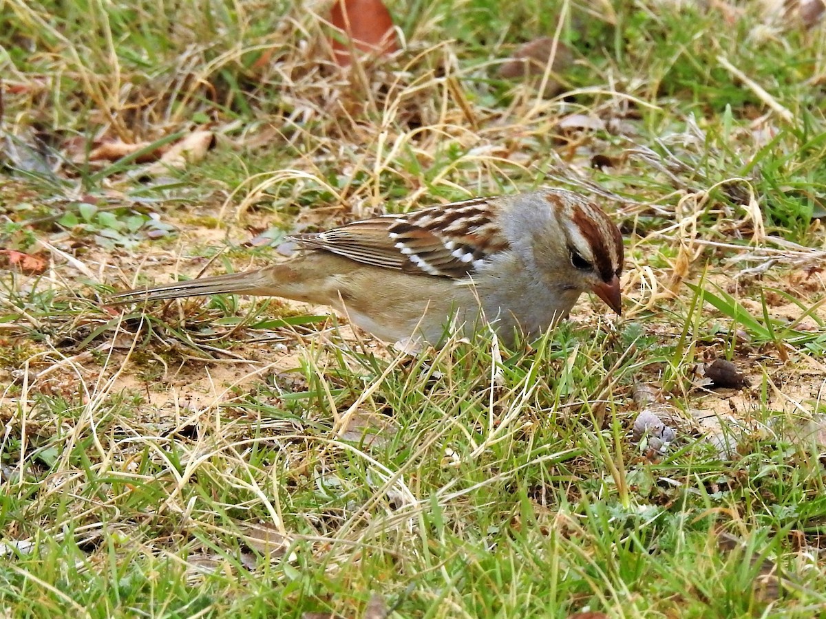 White-crowned Sparrow - ML524571051