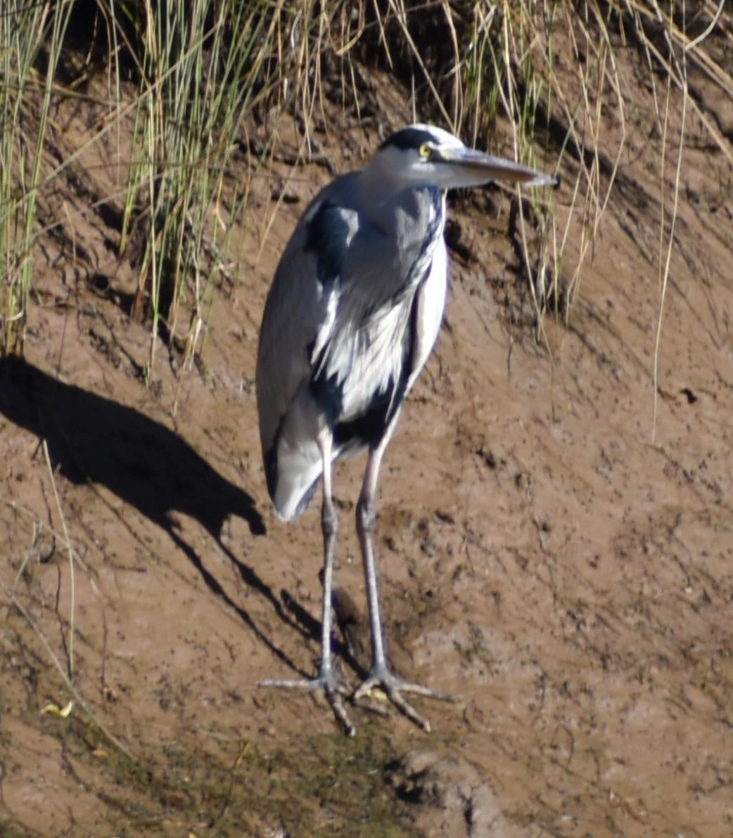 Gray Heron - Sally Anderson