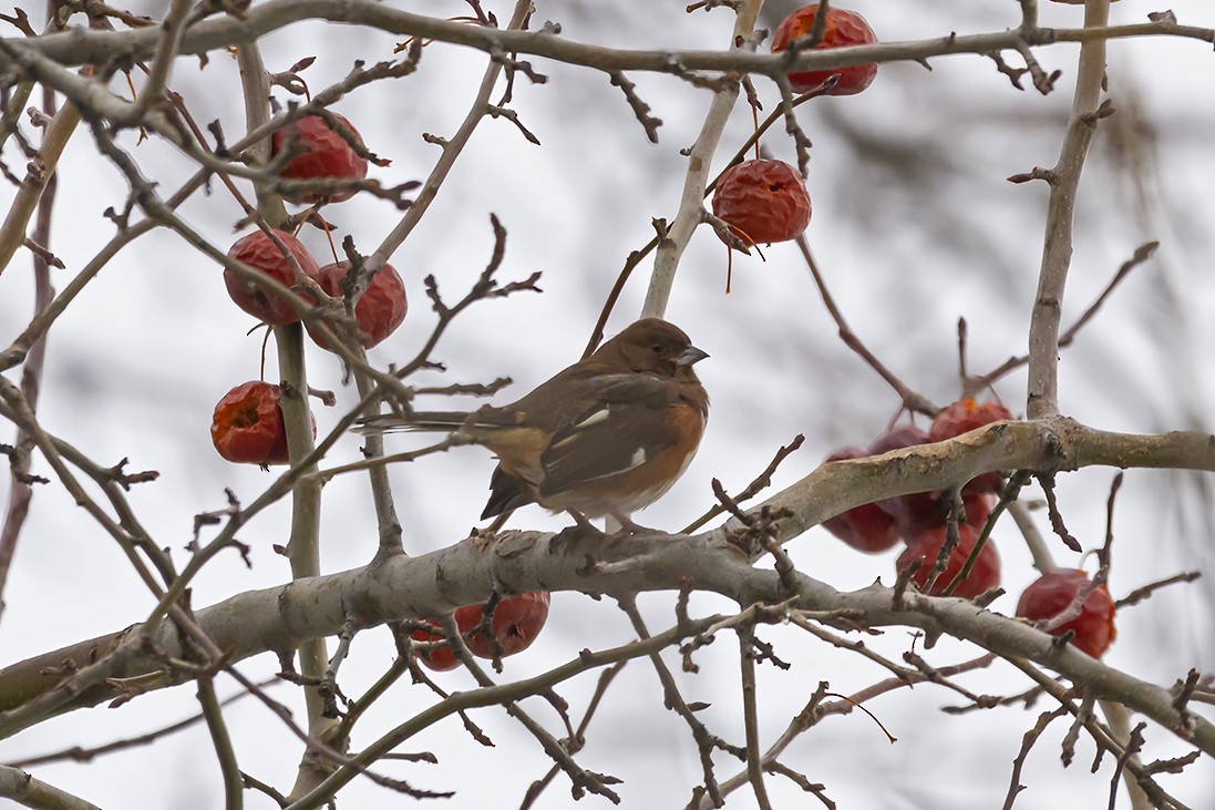 Eastern Towhee - Mike Karakas