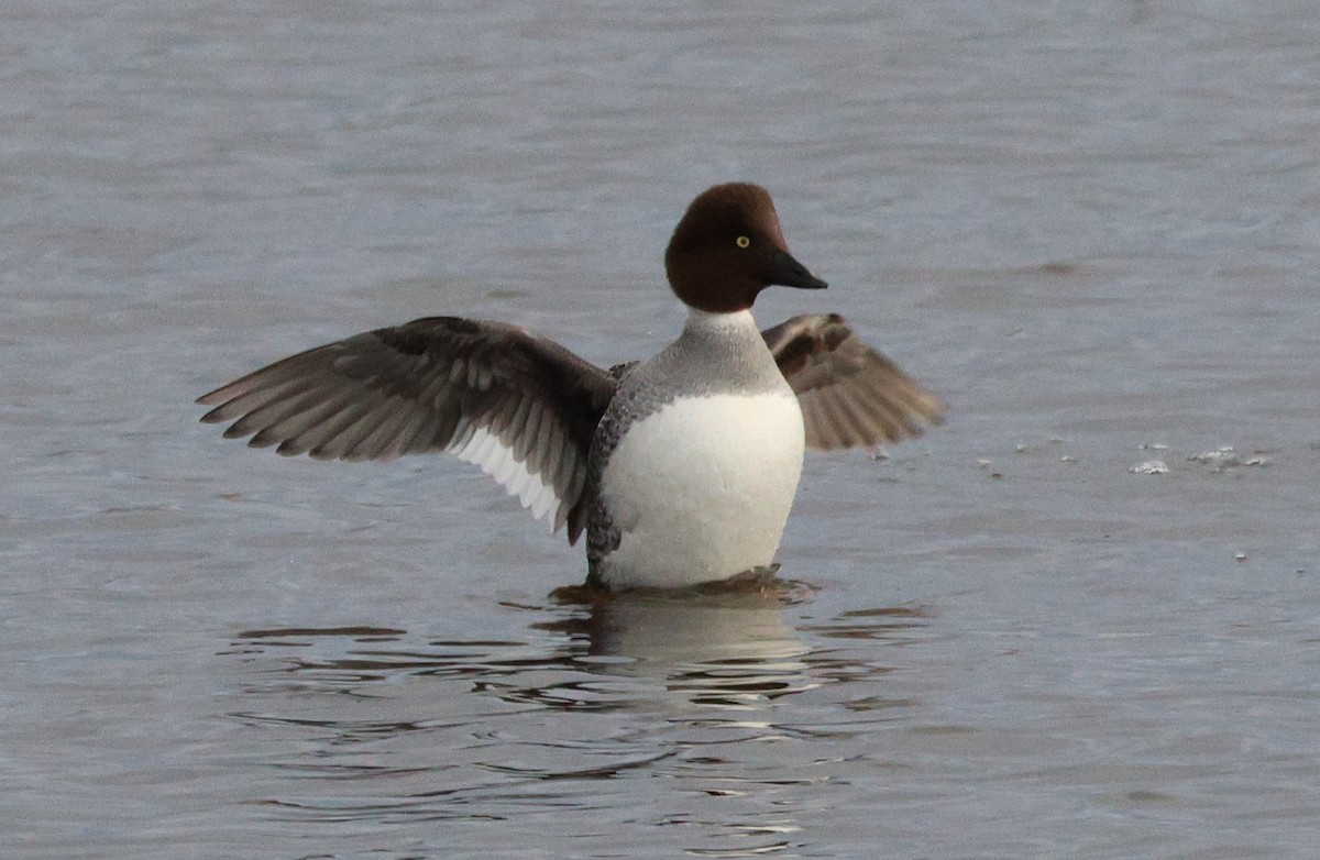 Common Goldeneye - ML524572351