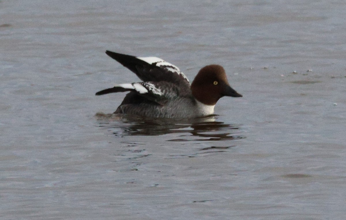 Common Goldeneye - Lisa Manzi