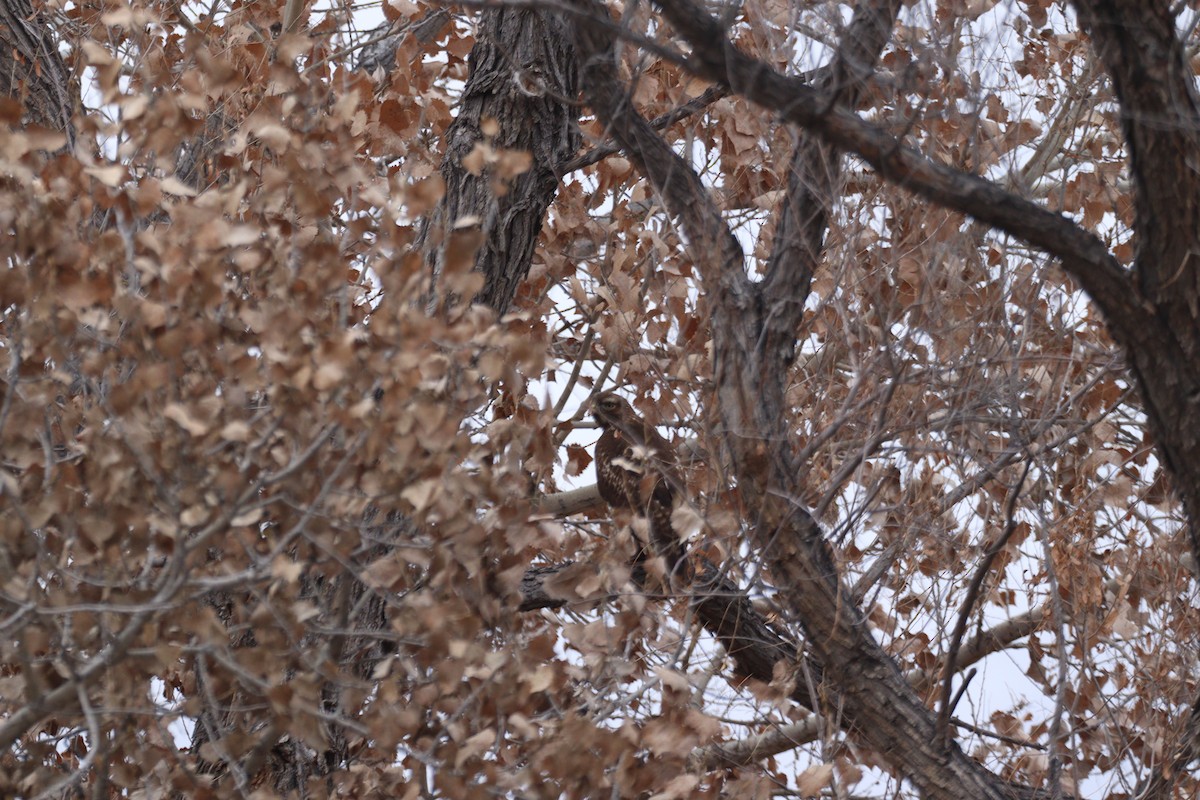 hawk sp. - ML524573771