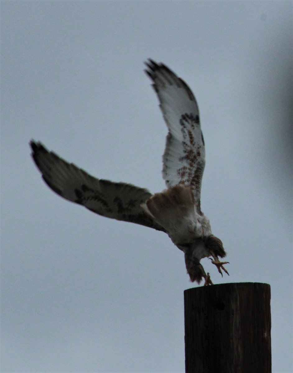 Ferruginous Hawk - ML524574071