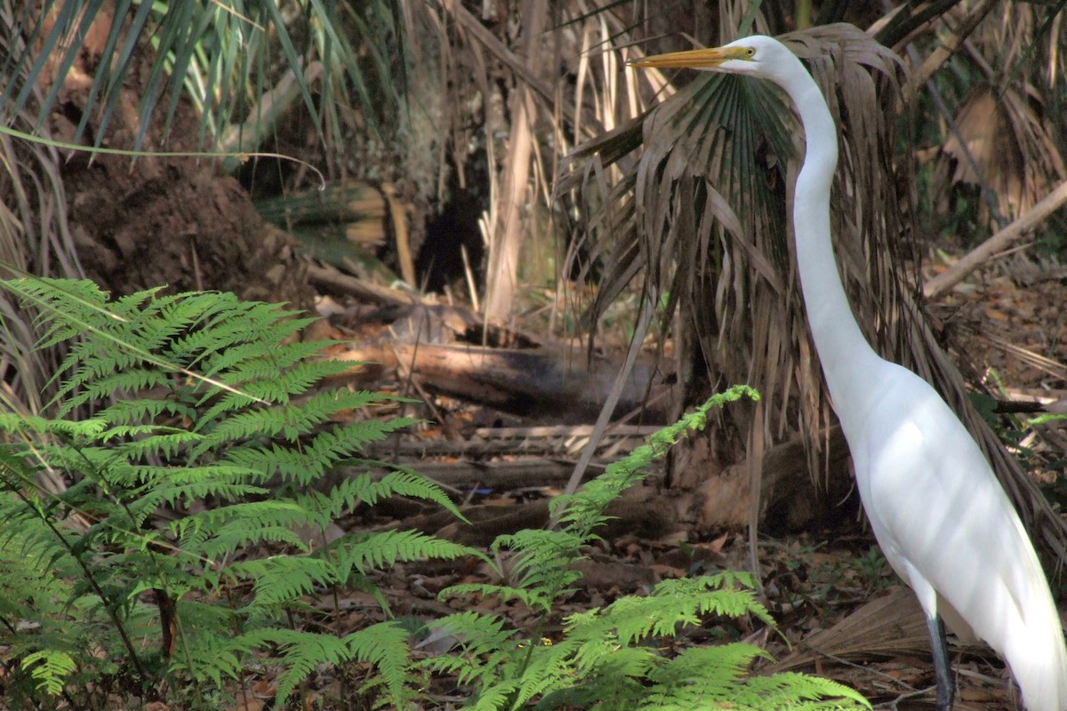 Great Egret - Cuneyt Yilmaz