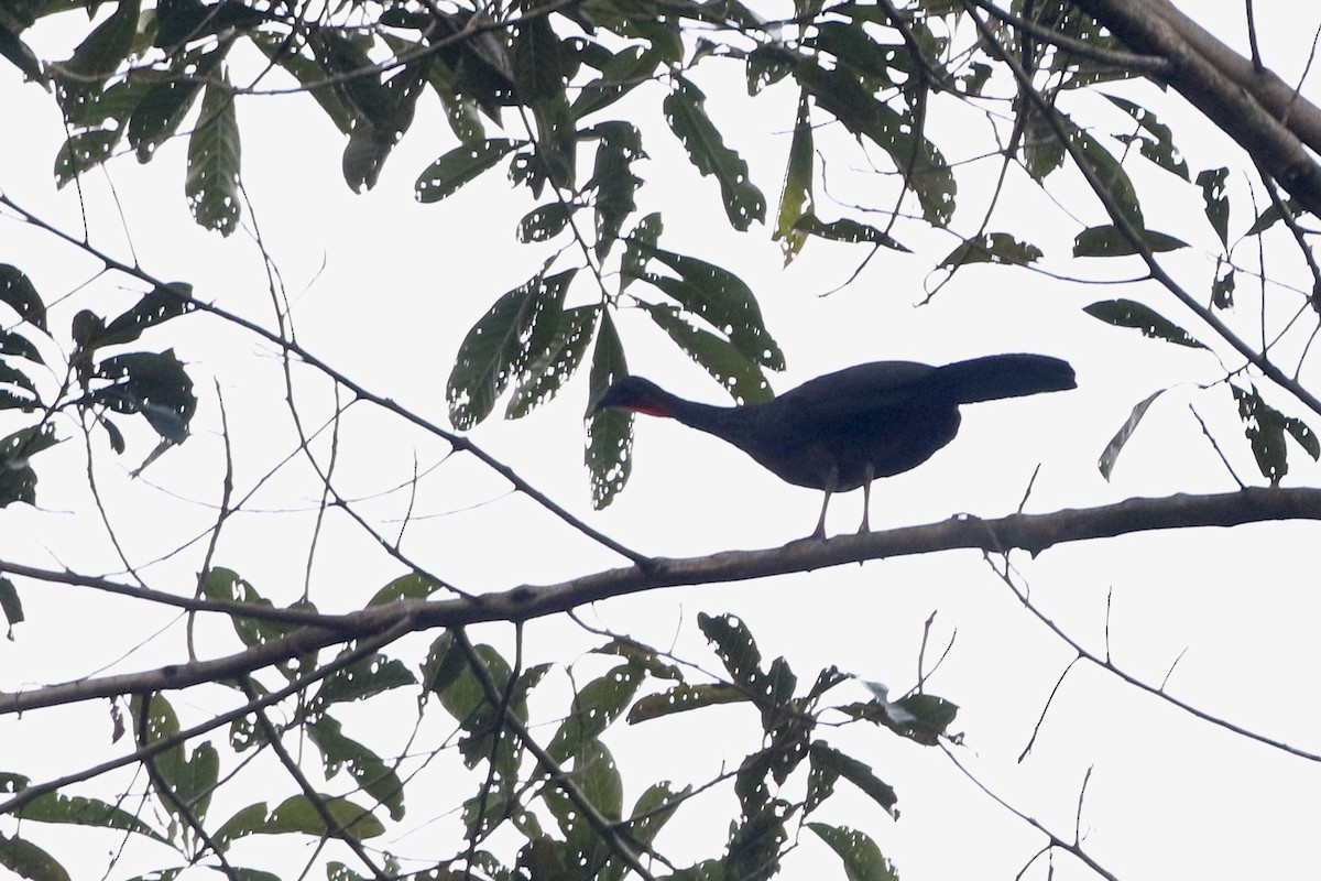 Spix's Guan (Spix's) - ML524574371