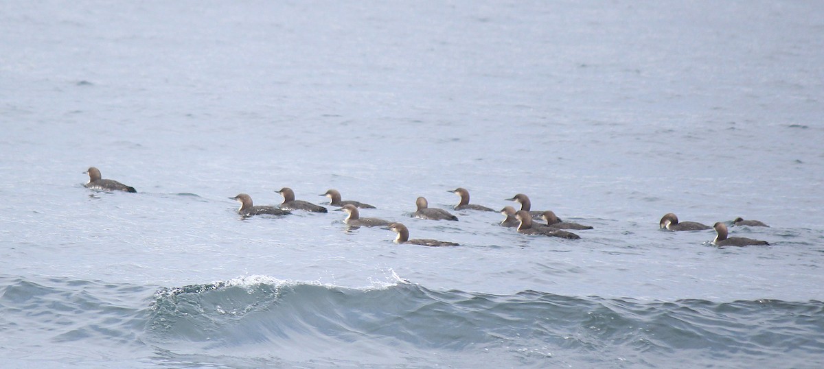 Pacific Loon - Esme Rosen