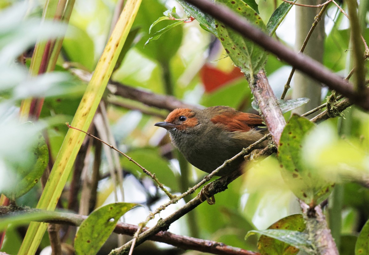 Red-faced Spinetail - ML524575801