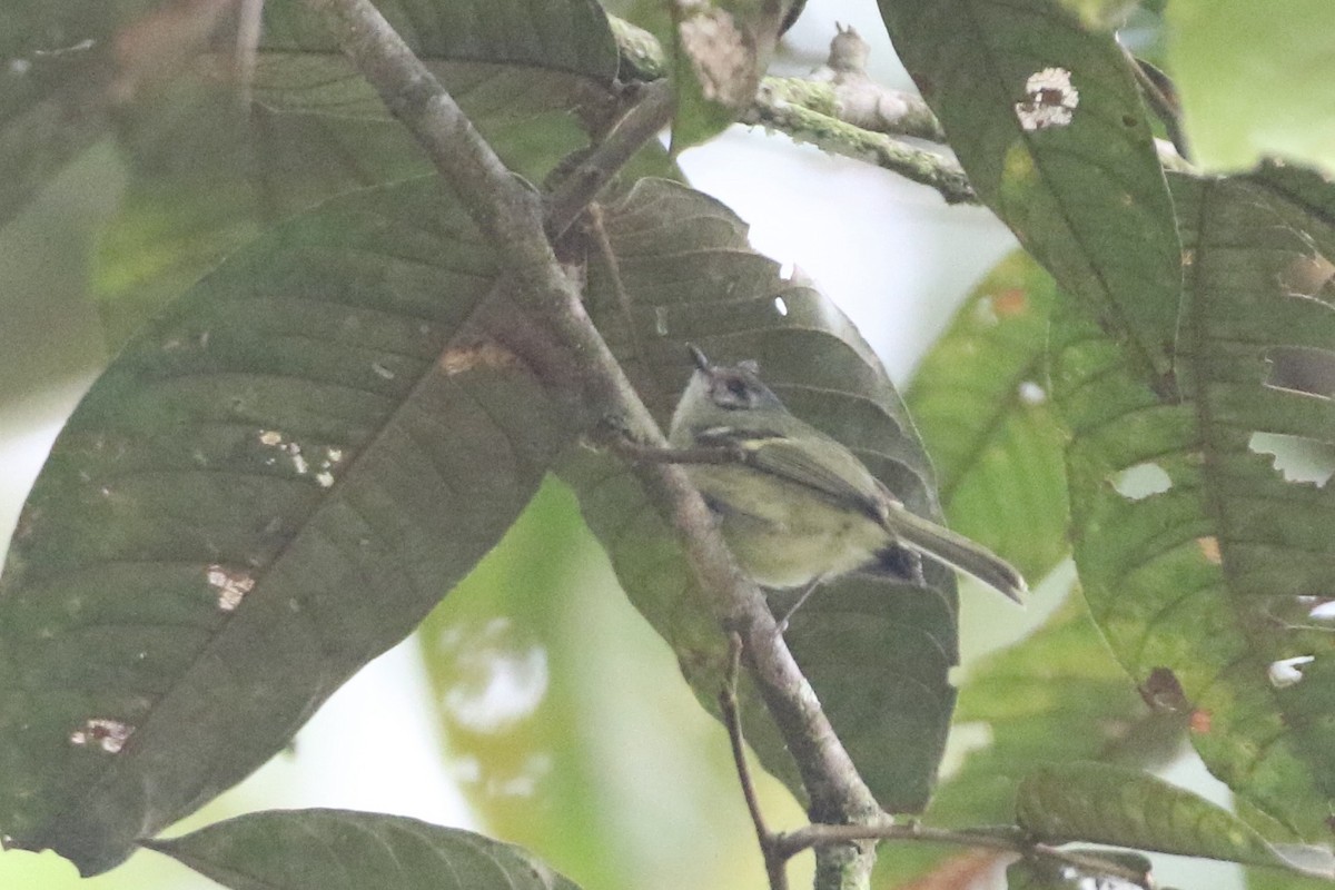 Cinnamon-faced Tyrannulet - ML524576081