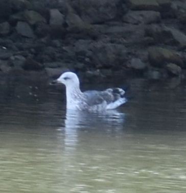 Larus sp. - Sally Anderson