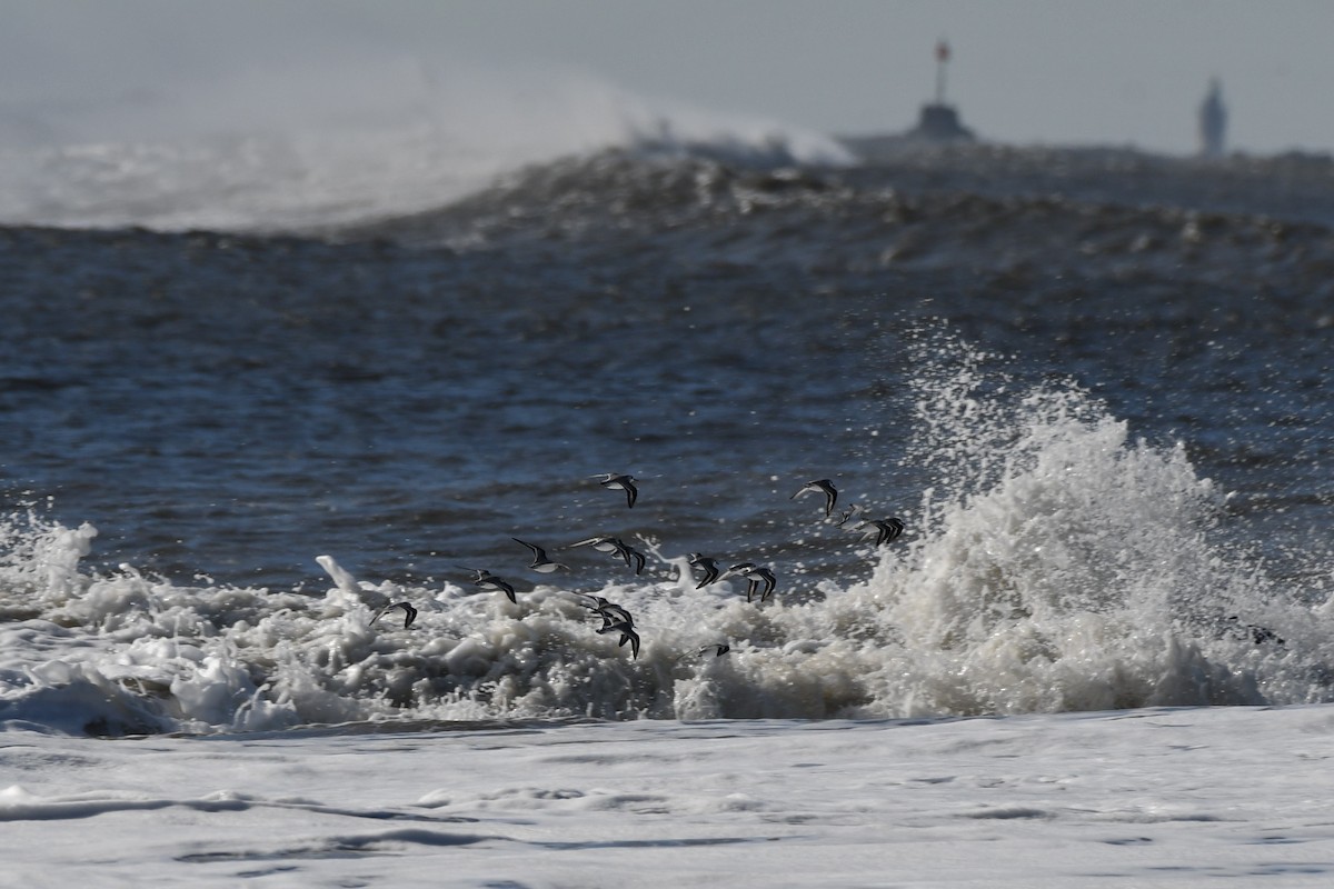 Bécasseau sanderling - ML524576531