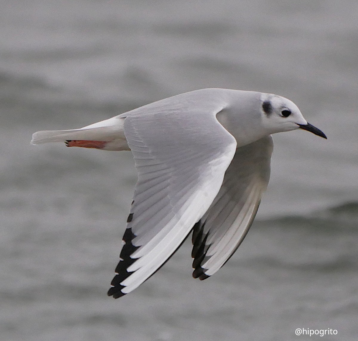 Bonaparte's Gull - ML524576871