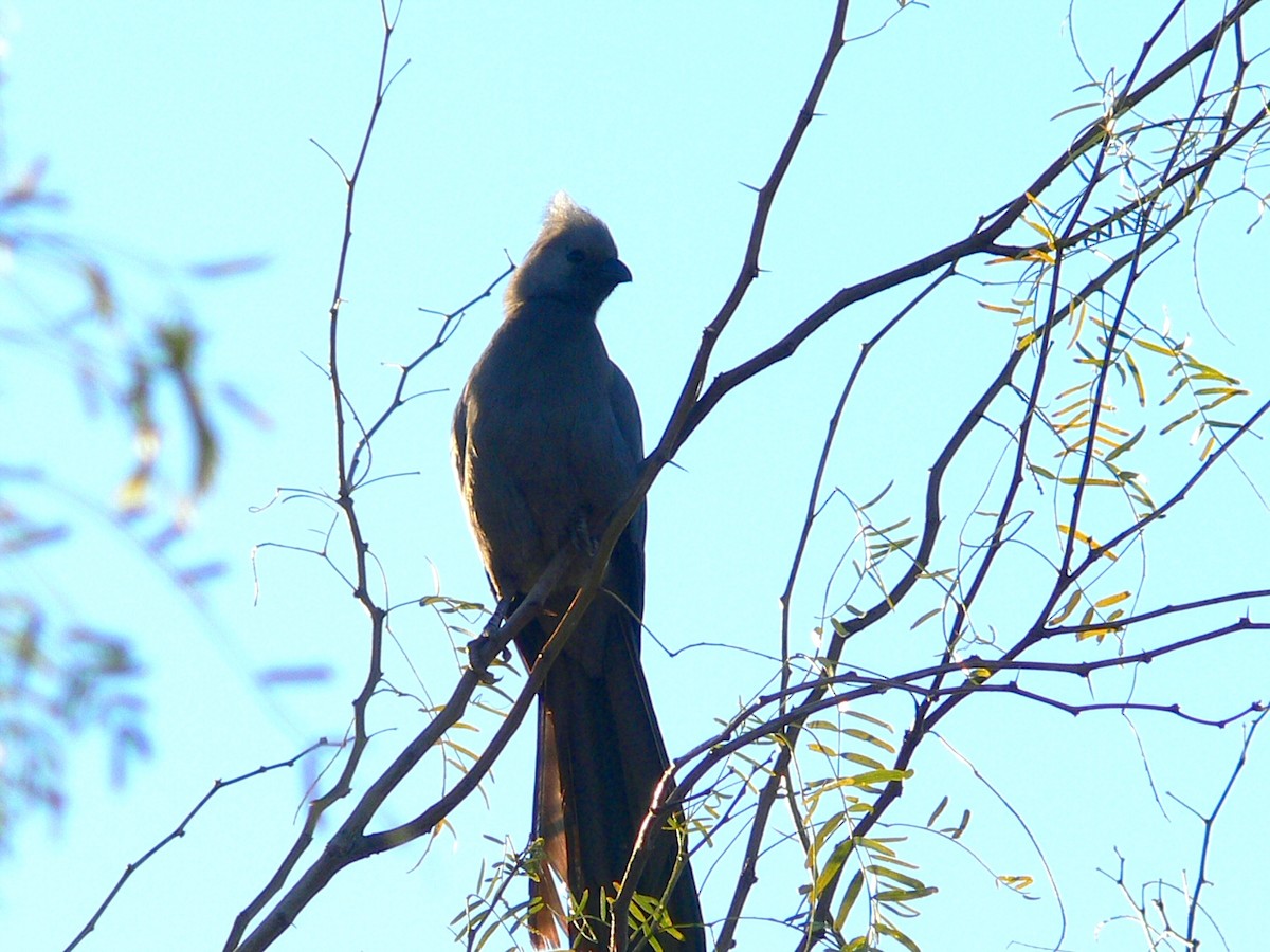 Turaco Unicolor - ML524577451