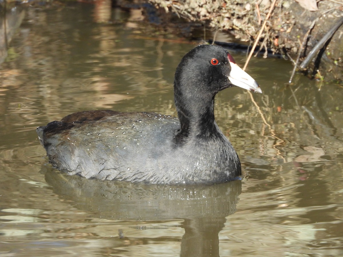 American Coot (Red-shielded) - ML524578511