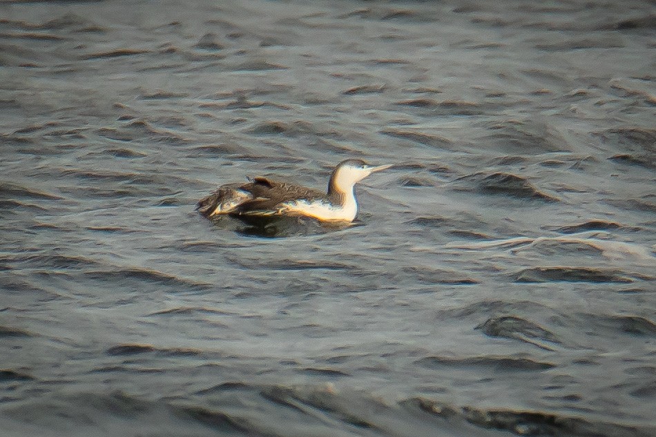 Red-throated Loon - ML524580101