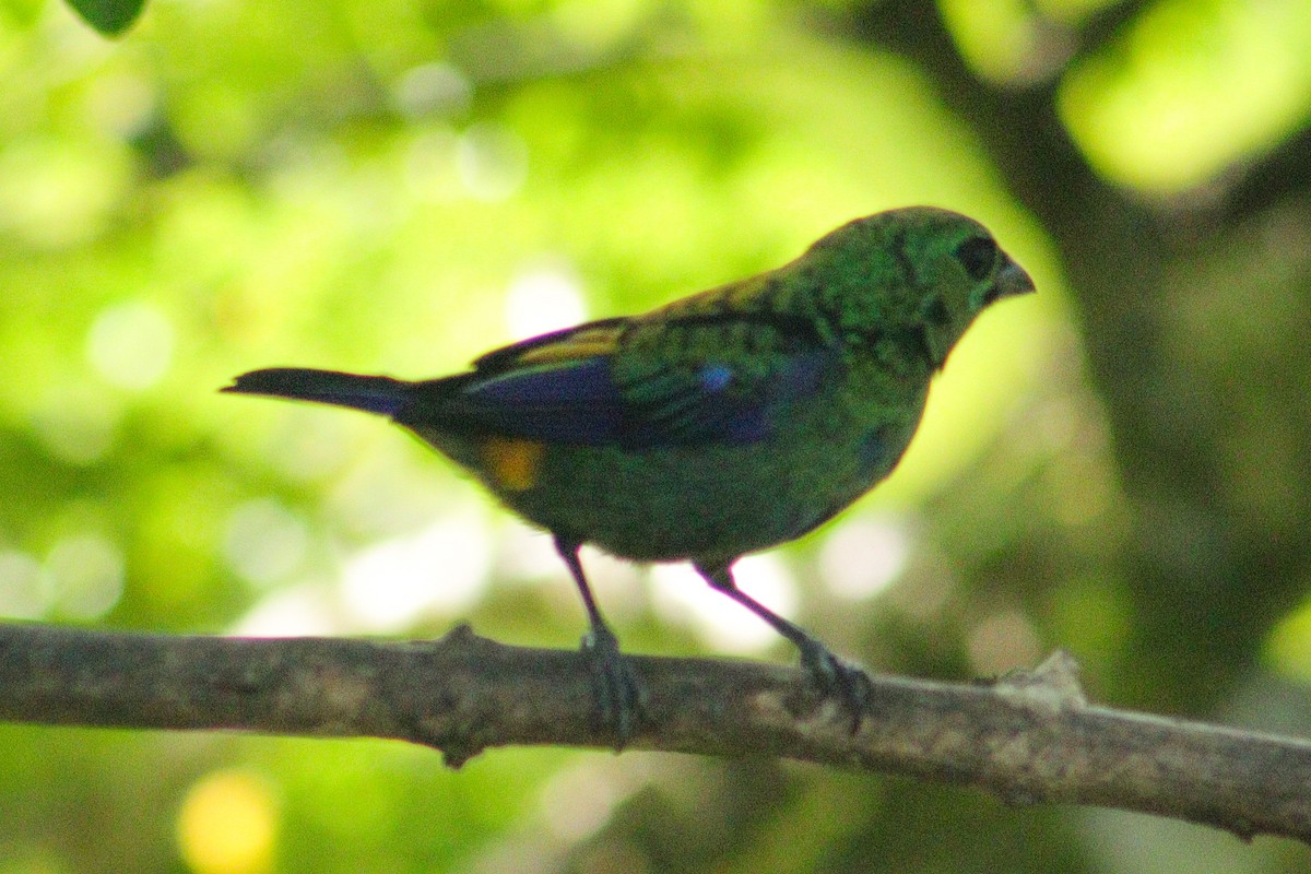 Seven-colored Tanager - ML524581381