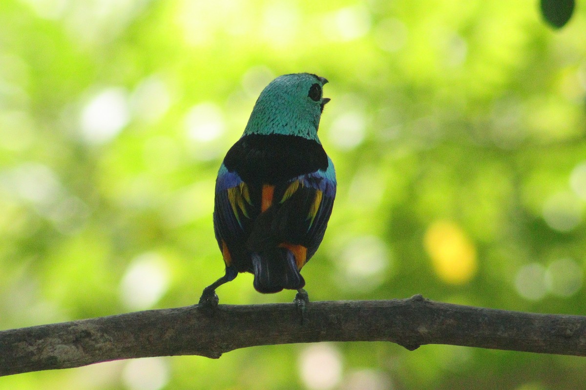 Seven-colored Tanager - ML524581621