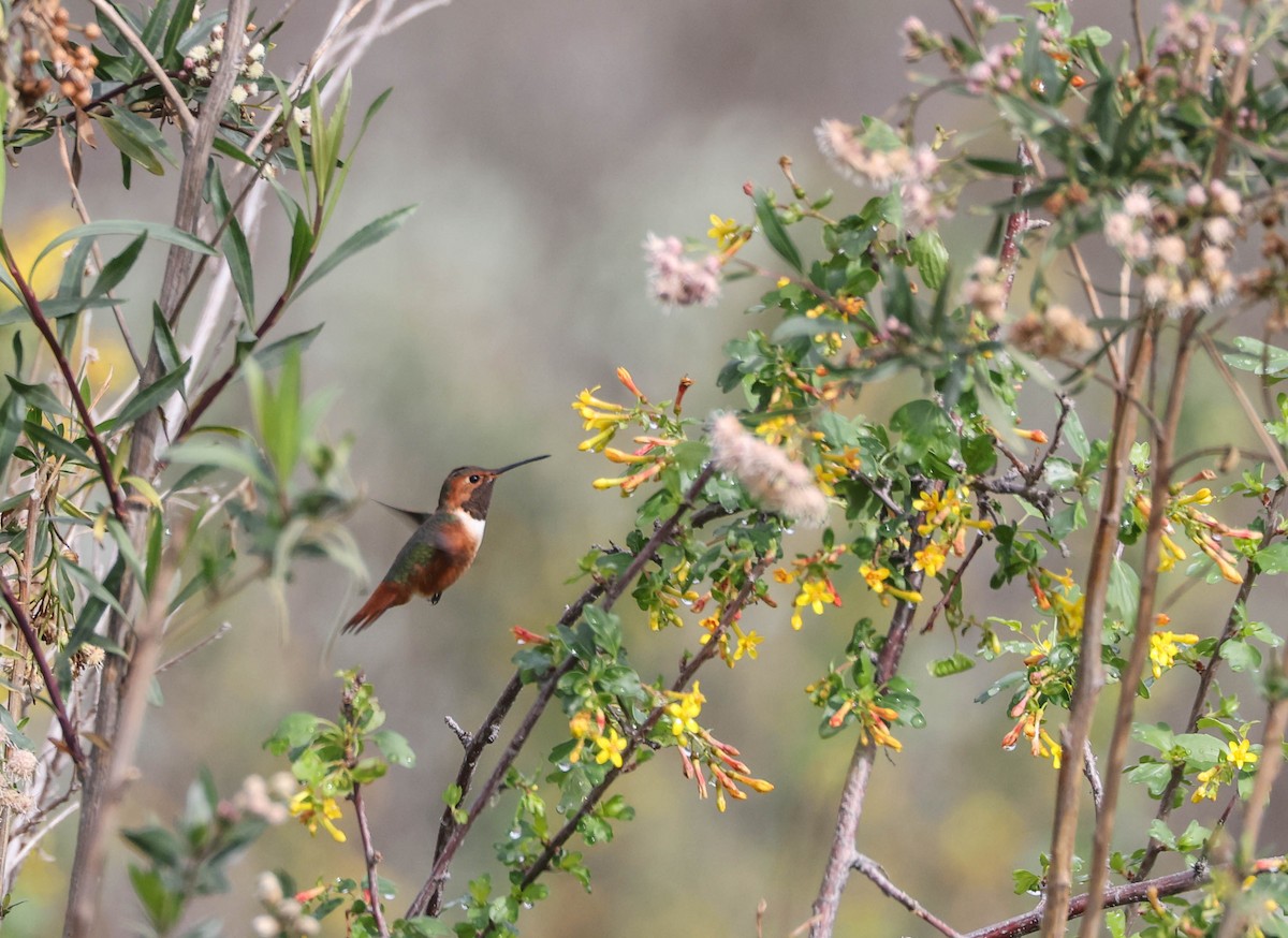 Allen's Hummingbird - Tracy Drake