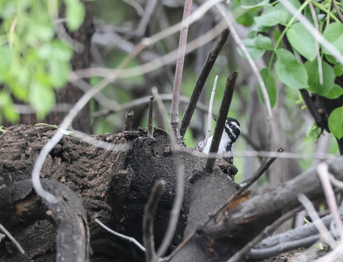 Nuttall's Woodpecker - ML524581791