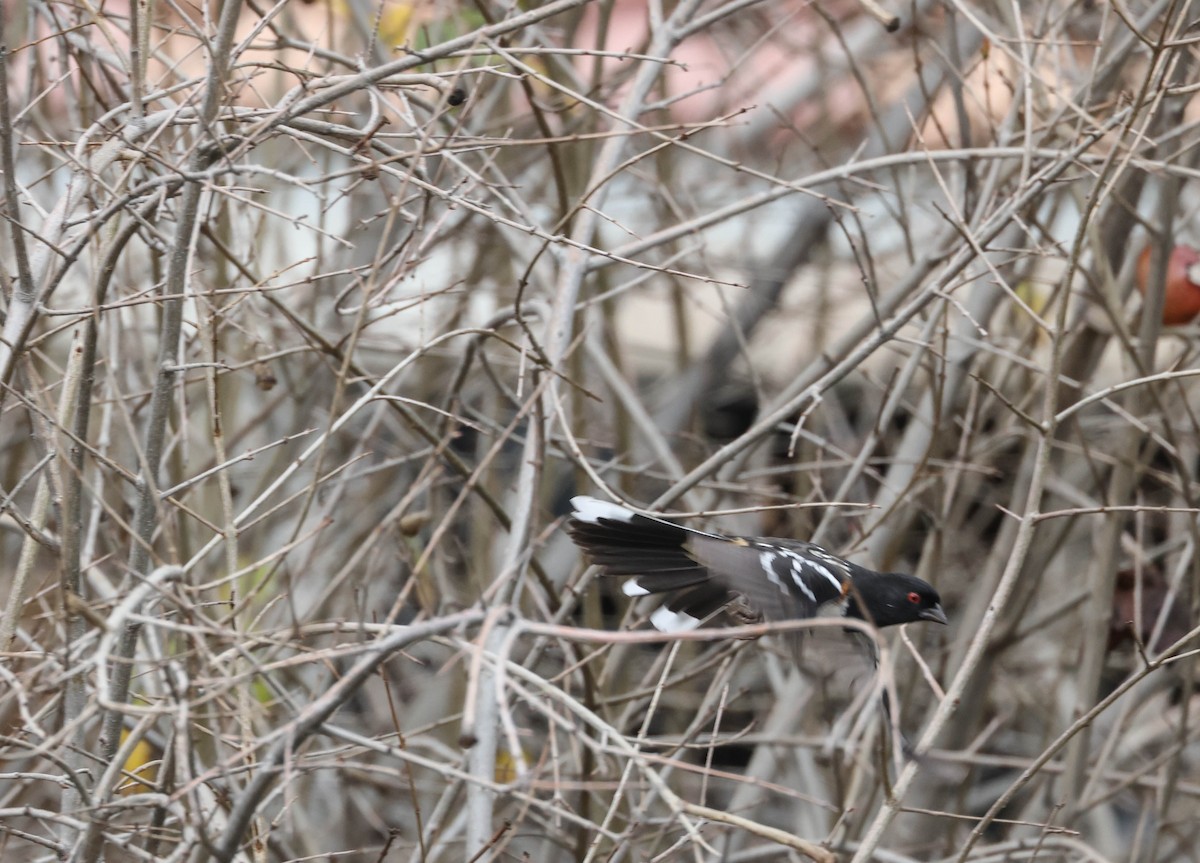 Spotted Towhee - Tracy Drake