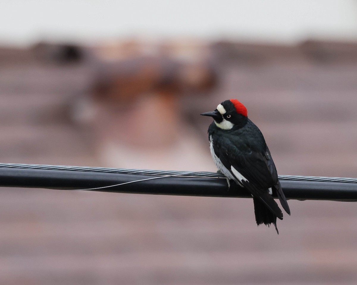 Acorn Woodpecker - ML524581891