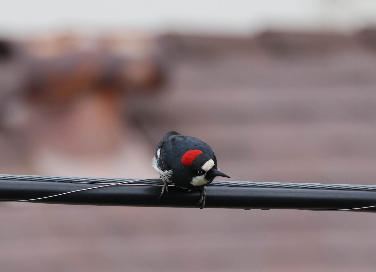 Acorn Woodpecker - ML524581911