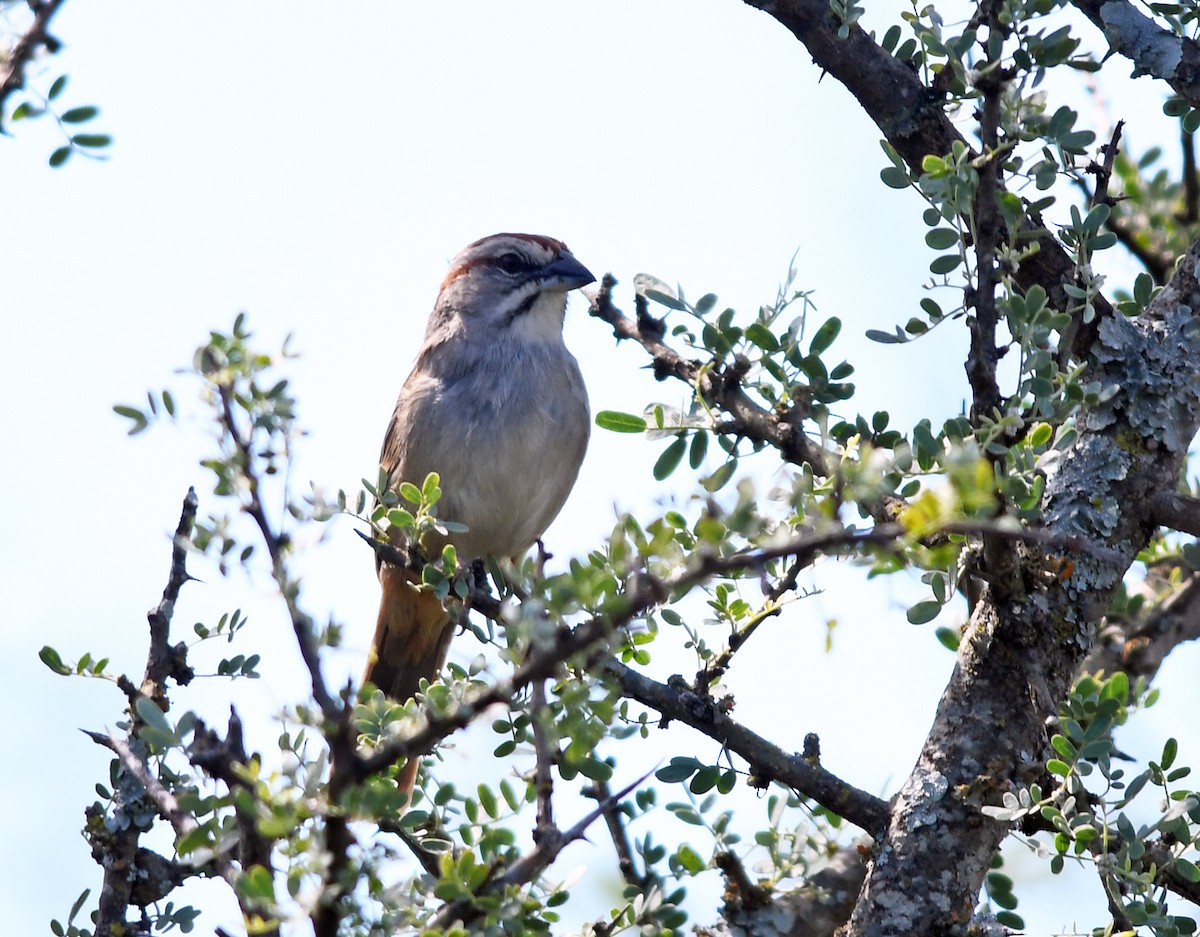 Chaco Sparrow - ML524581931