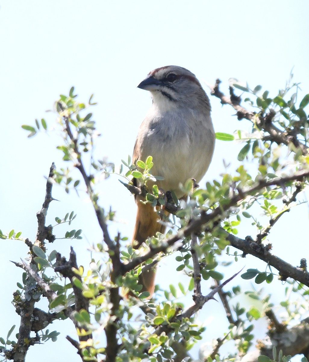 Chaco Sparrow - ML524581941