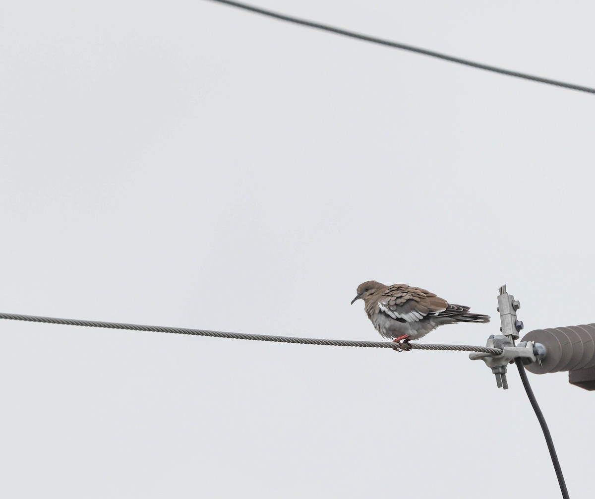 White-winged Dove - ML524582001