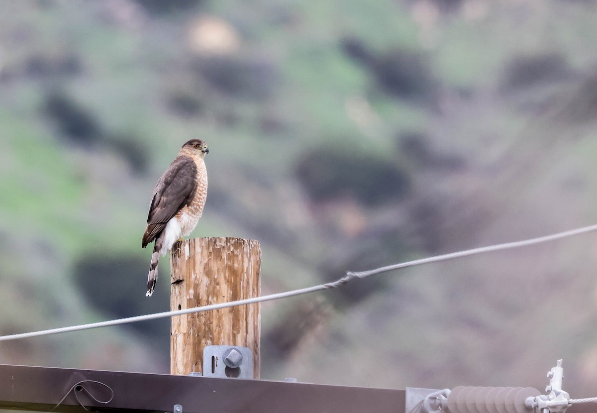 Cooper's Hawk - Tracy Drake