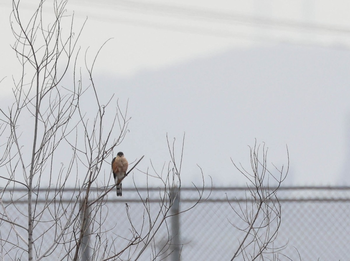 Sharp-shinned Hawk - Tracy Drake