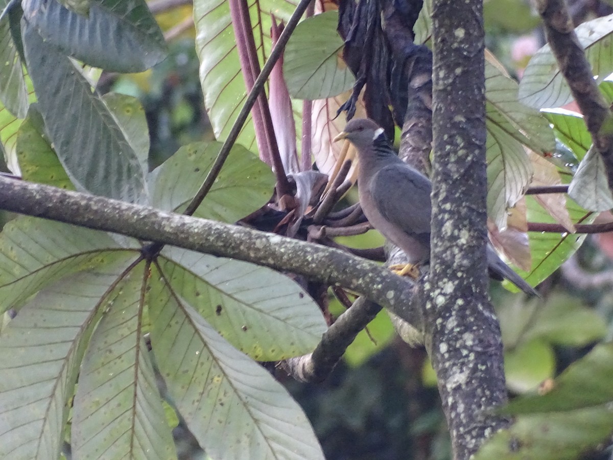 Band-tailed Pigeon - ML524582191