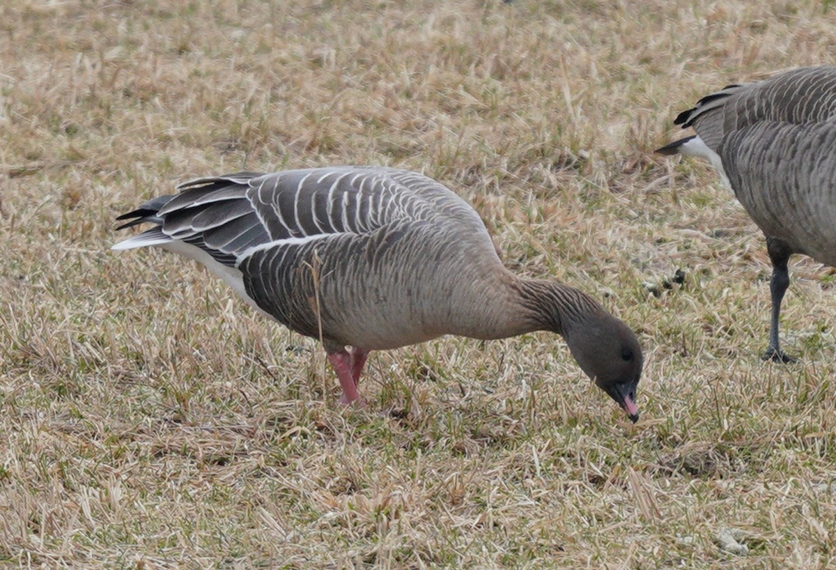 Pink-footed Goose - ML524583171