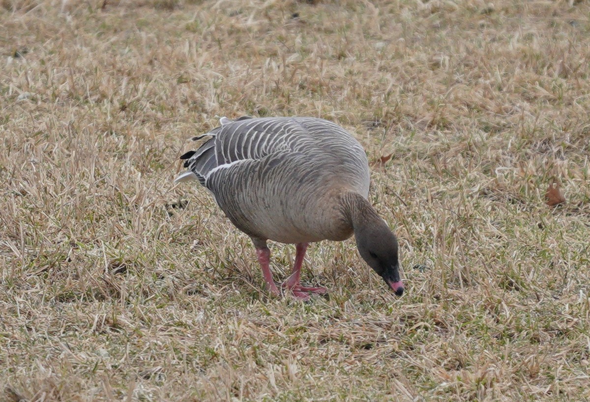 Pink-footed Goose - ML524583181