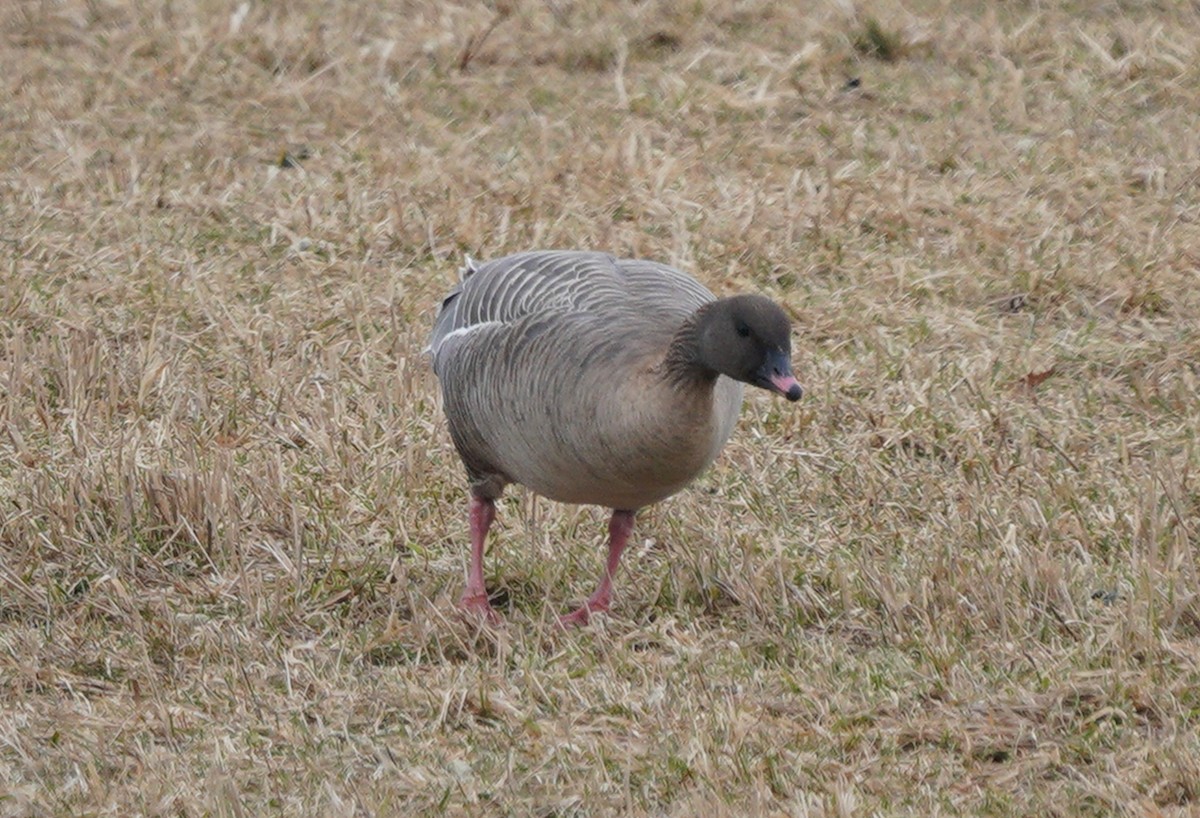 Pink-footed Goose - ML524583191