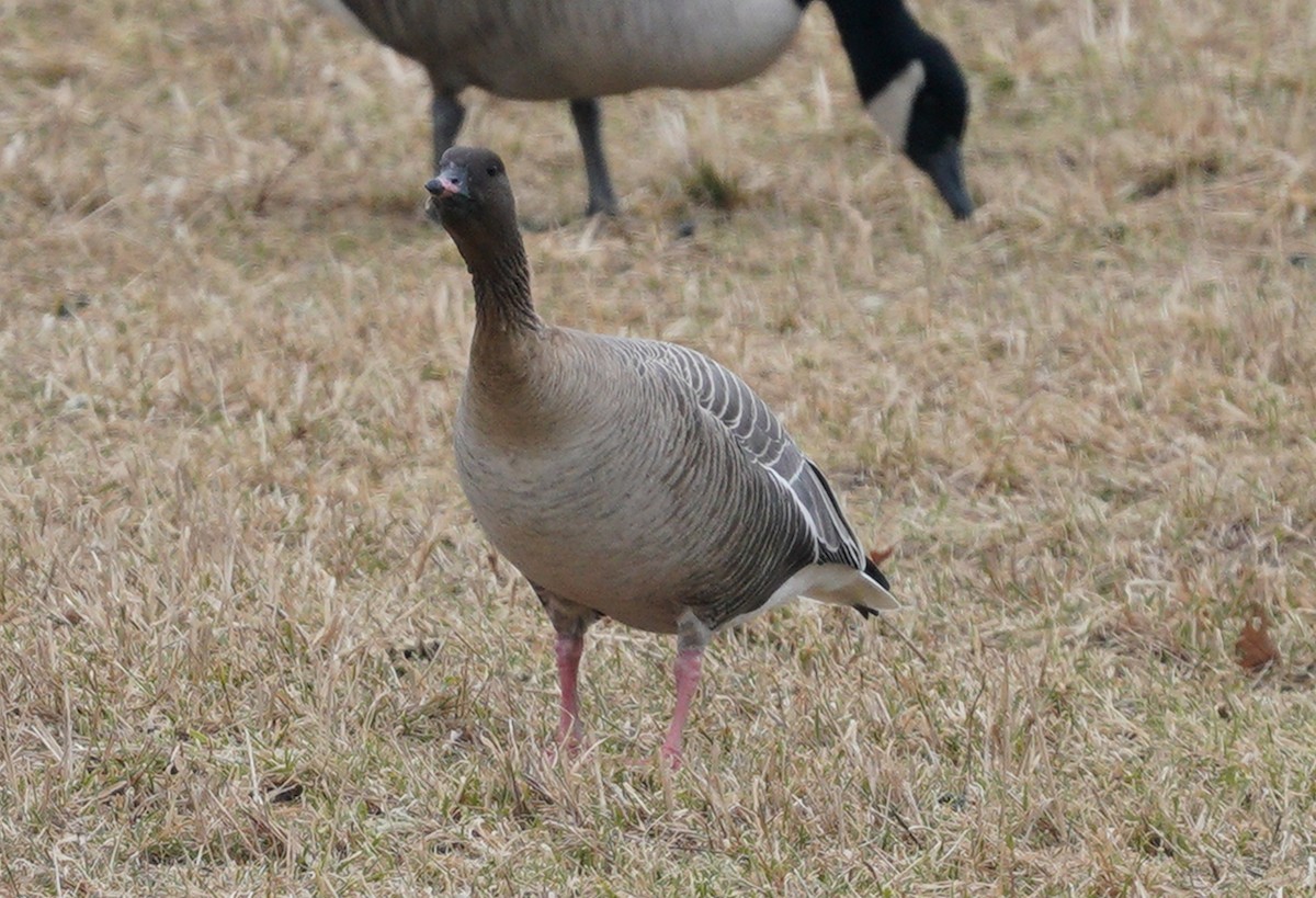 Pink-footed Goose - ML524583201