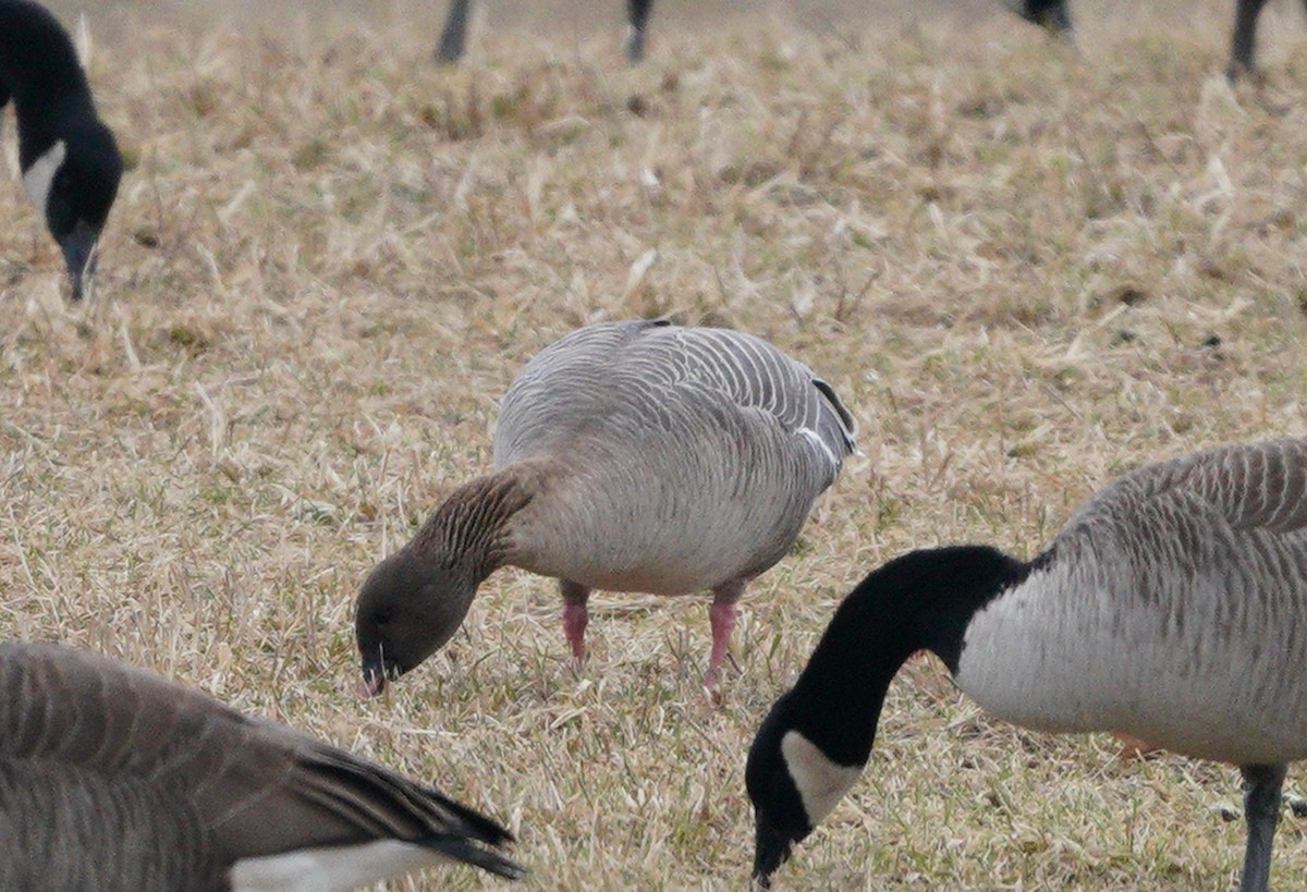 Pink-footed Goose - ML524583211