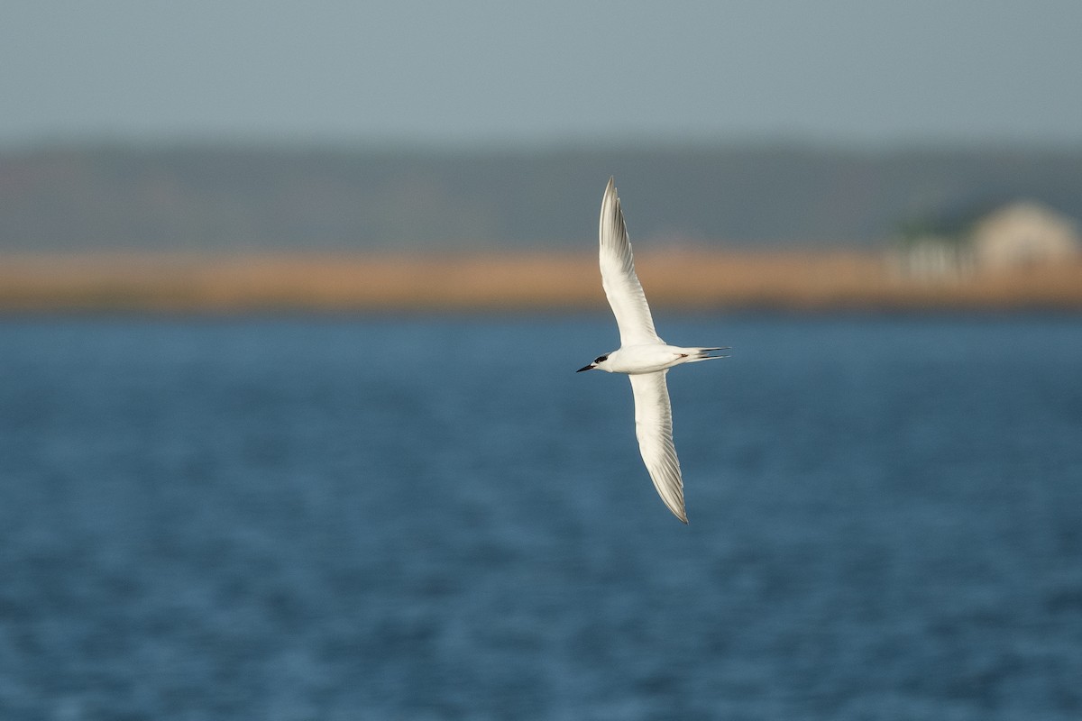 Forster's Tern - ML524583281