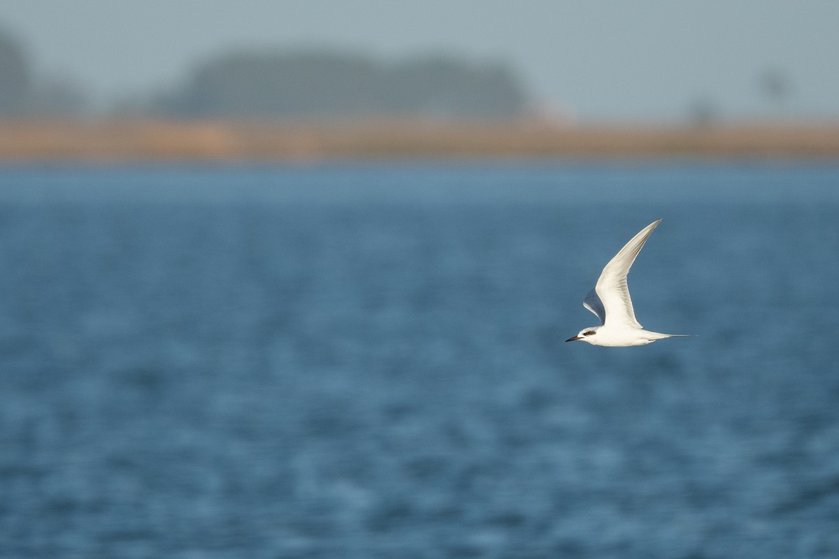 Forster's Tern - ML524583291