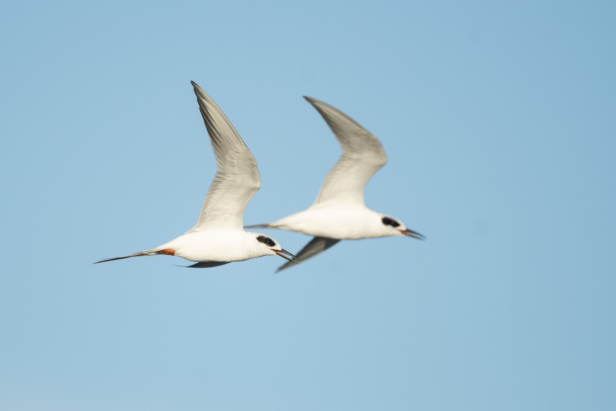 Forster's Tern - ML524583361