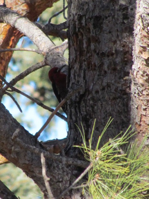 Red-breasted Sapsucker - Doug Schoch