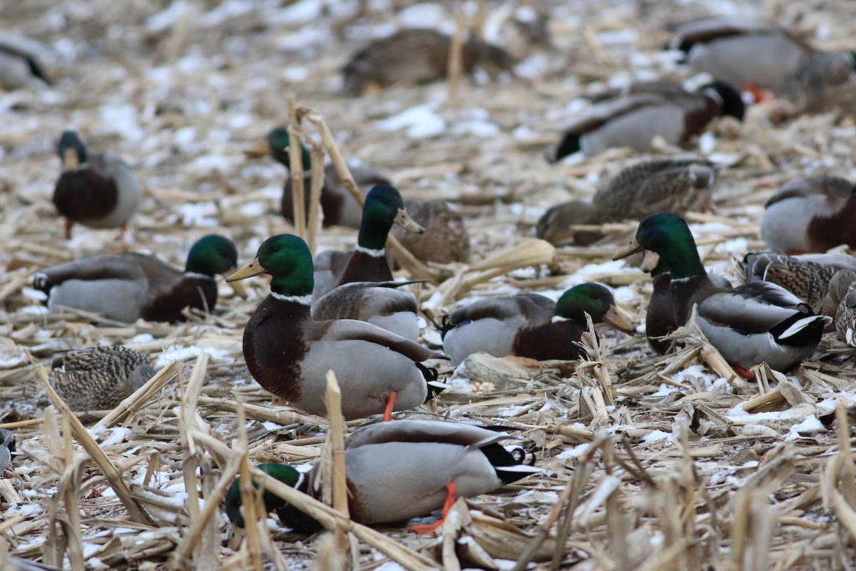 Mallard - David Wheeler