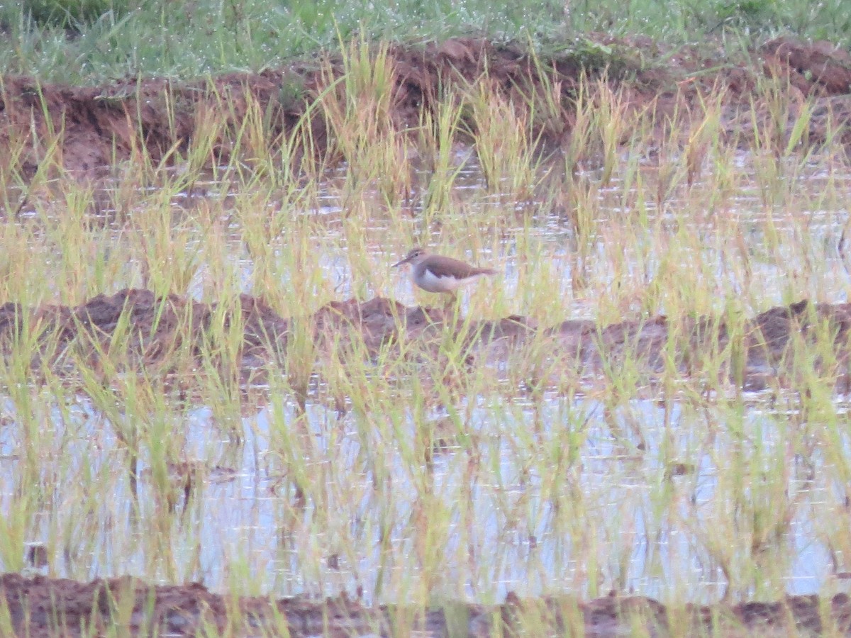 Common Sandpiper - ML52458551