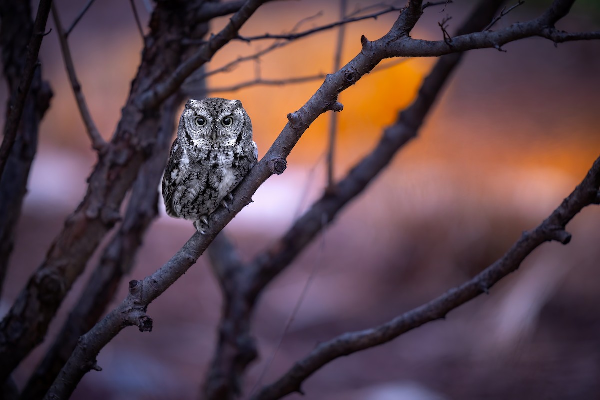 ml524585601-eastern-screech-owl-macaulay-library