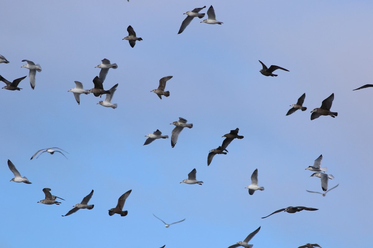 Herring Gull - ML524586111