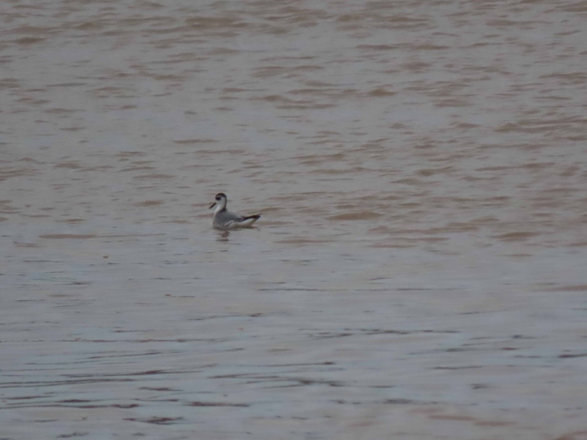 Red Phalarope - ML524586301