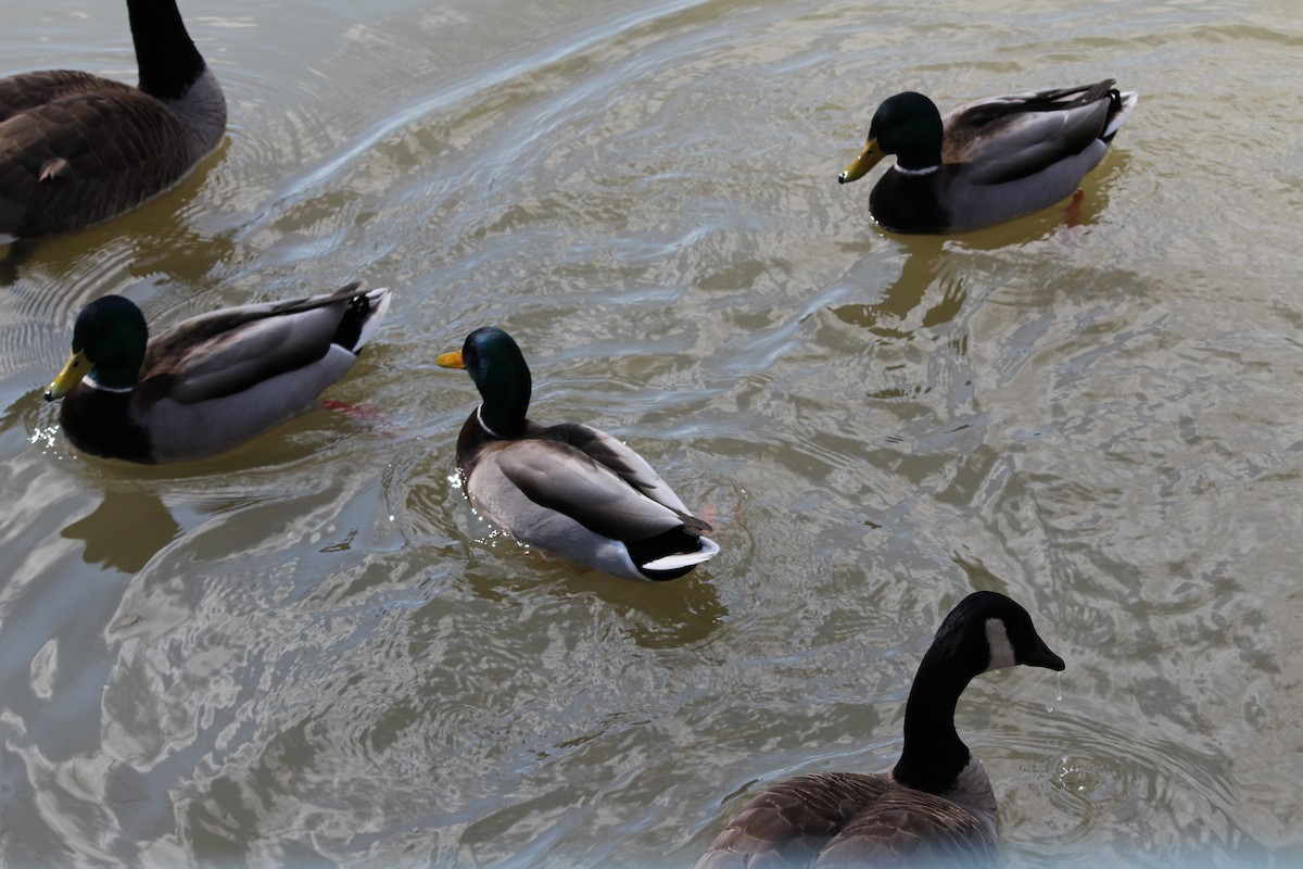 Canada Goose - ML52458681