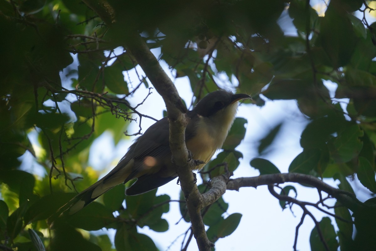 Mangrove Cuckoo - ML524588511