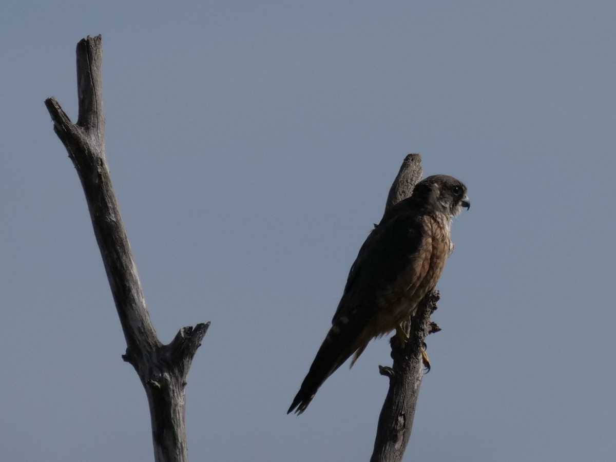 Alcotán Australiano - ML524588621