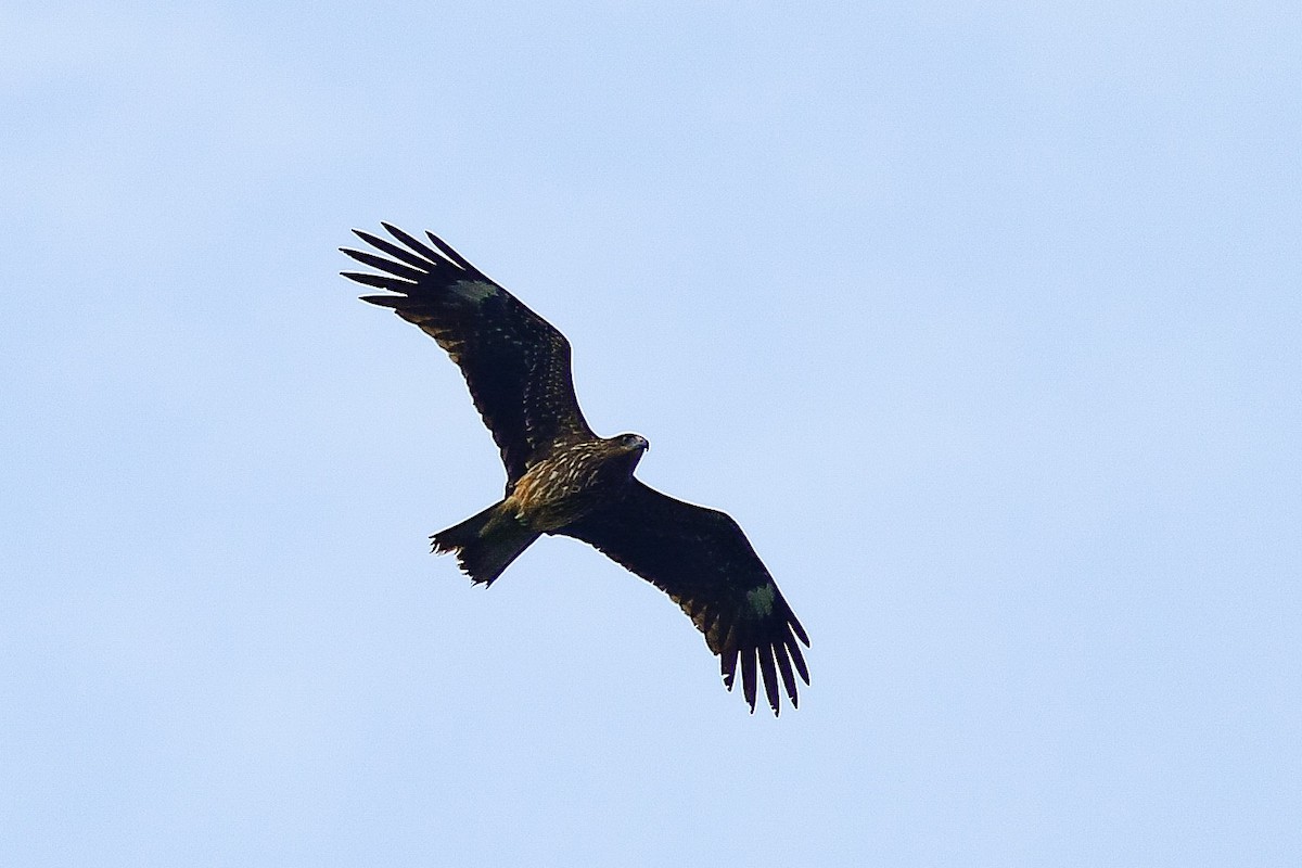 Black Kite - u7 Liao