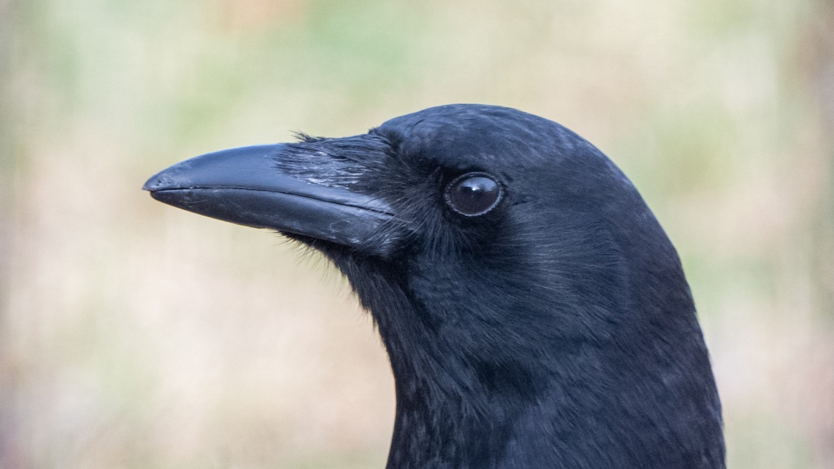 American Crow - ML524590371